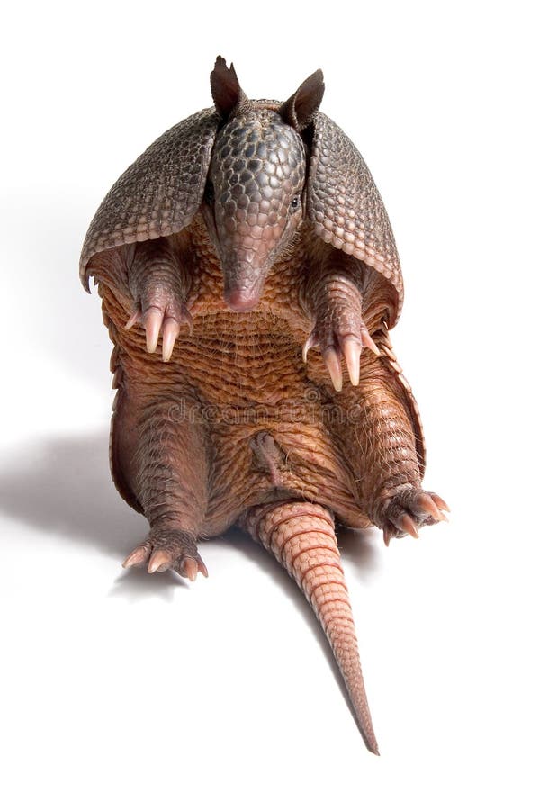 2,325 Armadillo Stock Photos - Free & Royalty-Free Stock Photos from  Dreamstime