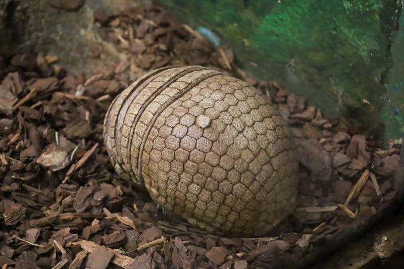 Armadillo acurrucado en una pelota afuera fotografía de archivo libre de regalías