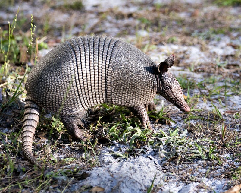 Armadillo Stock Photos. Image. Portrait. Picture Stock Photo - Image of ...