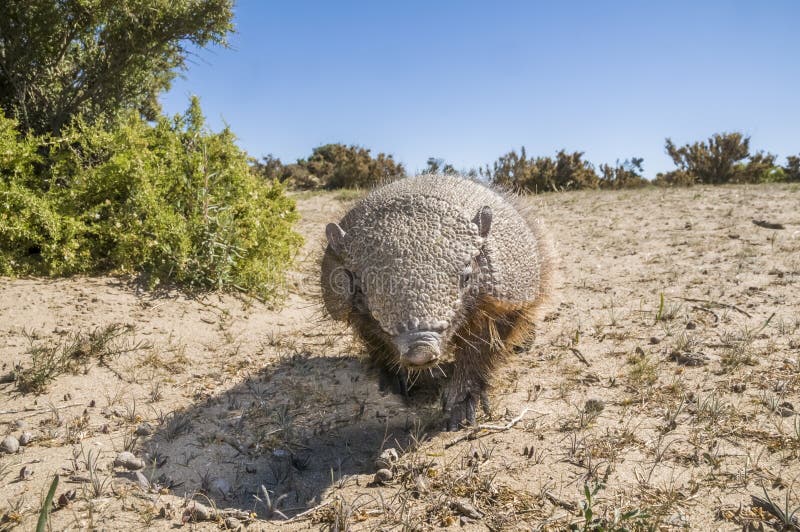 Armadillo,chaetophractus Villosus, Stock Photo - Image of nice, nature ...