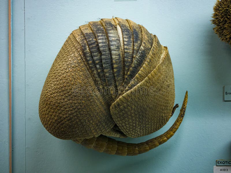 Armadillo dasypodidae enrollado en un museo de historia natural de la bola london uk imagenes de archivo