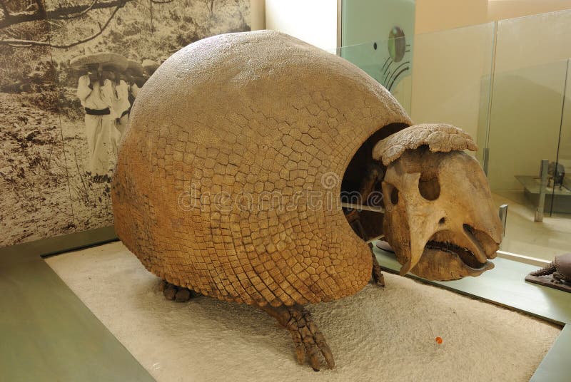 Glyptotherium, a extinct mammal related to the armadillo, on display at the American Museum of Natural History in New York City. Glyptotherium, a extinct mammal related to the armadillo, on display at the American Museum of Natural History in New York City.