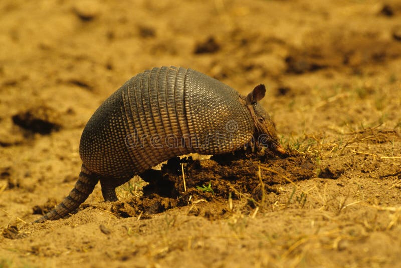 Armadillo Feeding Stock Photos Image 11853763