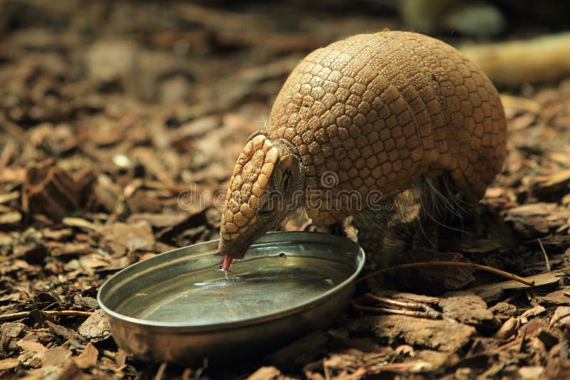 Armadillo peludo grande fotos de stock Armadillo peludo grande fotos de stock