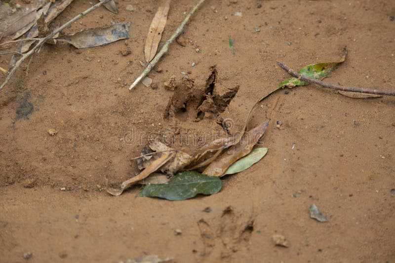 Armadillo Tracks stock image. Image of environmental 231405393