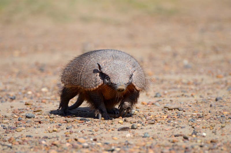 Armadillo, zuid-langwerpige Armadillo op grindachtergrond royalty-vrije stock foto's Armadillo, zuid-langwerpige Armadillo op grindachtergrond royalty-vrije stock foto's