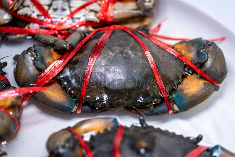 Close-up de um caranguejo grande com uma corda amarrada para servir de alimento fotografia de stock