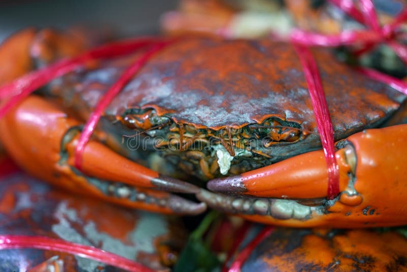 Armação de um caranguejo grande com uma corda amarrada para comida imagens de stock royalty free