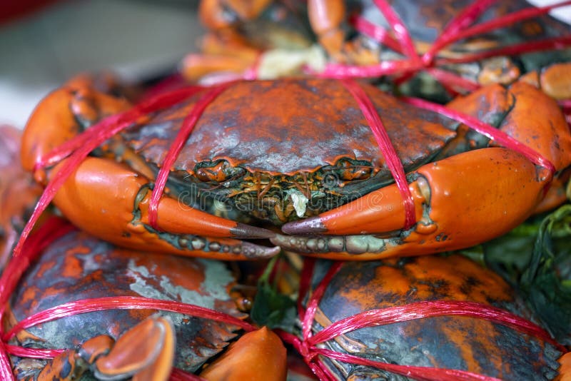 Close-up de um caranguejo grande com uma corda amarrada para servir de alimento fotos de stock royalty free