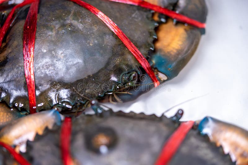Close-up de um caranguejo grande com uma corda amarrada para servir de alimento foto de stock
