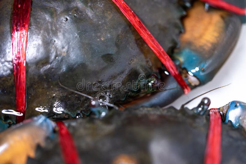 Close-up de um caranguejo grande com uma corda amarrada para servir de alimento fotos de stock