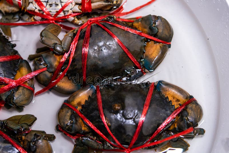 Armação de um caranguejo grande com uma corda amarrada para comida foto de stock