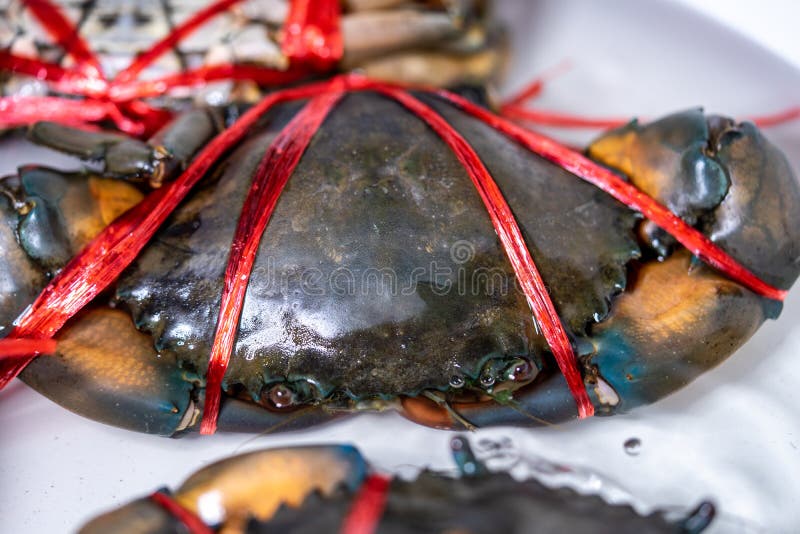 Close-up de um caranguejo grande com uma corda amarrada para servir de alimento fotografia de stock