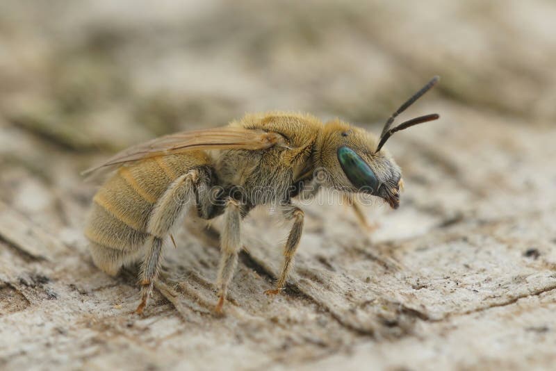 Detailed closeup of a female of the Mediterranean Mealy Metallic-Furrow Bee, Vestitohalict pollinosus. Detailed closeup of a female of the Mediterranean Mealy Metallic-Furrow Bee, Vestitohalict pollinosus