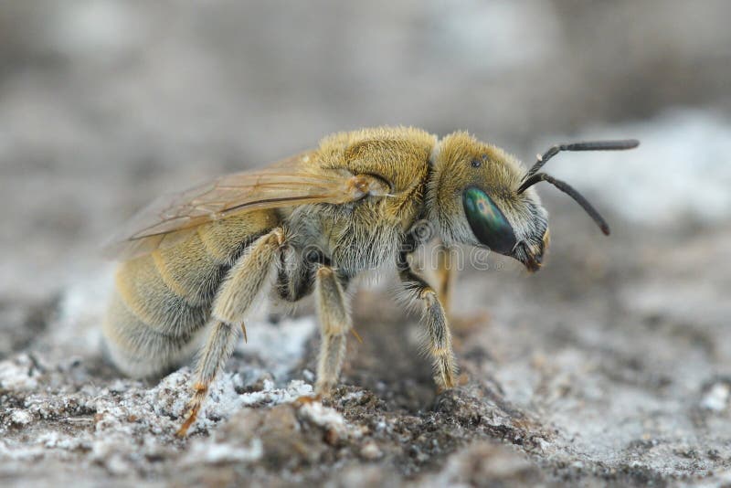 Detailed closeup of a female of the white-haired Mealy Metallic-Furrow Bee, Vestitohalictus pollinosus from the Gard, France. Detailed closeup of a female of the white-haired Mealy Metallic-Furrow Bee, Vestitohalictus pollinosus from the Gard, France