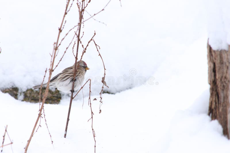 A closeup of a mealy redpoll &#x28;Acanthis flammea&#x29; on a thin branch in a snowy park. A closeup of a mealy redpoll &#x28;Acanthis flammea&#x29; on a thin branch in a snowy park