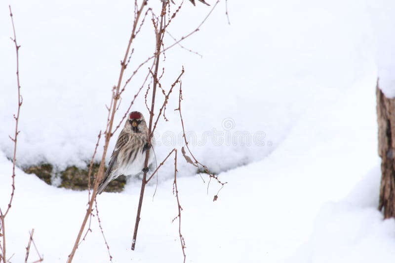 A closeup of a mealy redpoll &#x28;Acanthis flammea&#x29; on a thin branch in a snowy park. A closeup of a mealy redpoll &#x28;Acanthis flammea&#x29; on a thin branch in a snowy park