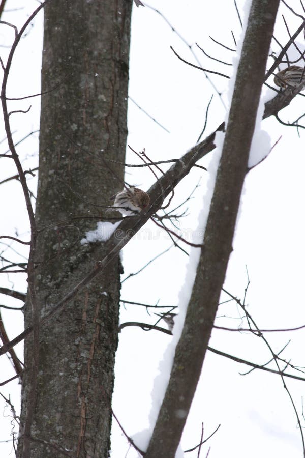 A closeup of a mealy redpoll &#x28;Acanthis flammea&#x29; on a thin branch in a snowy park. A closeup of a mealy redpoll &#x28;Acanthis flammea&#x29; on a thin branch in a snowy park