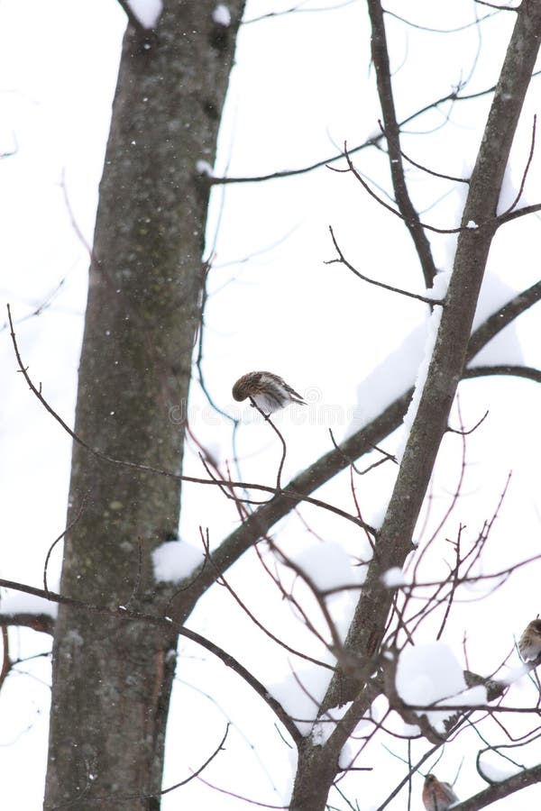 A closeup of a mealy redpoll &#x28;Acanthis flammea&#x29; on a thin branch in a snowy park. A closeup of a mealy redpoll &#x28;Acanthis flammea&#x29; on a thin branch in a snowy park