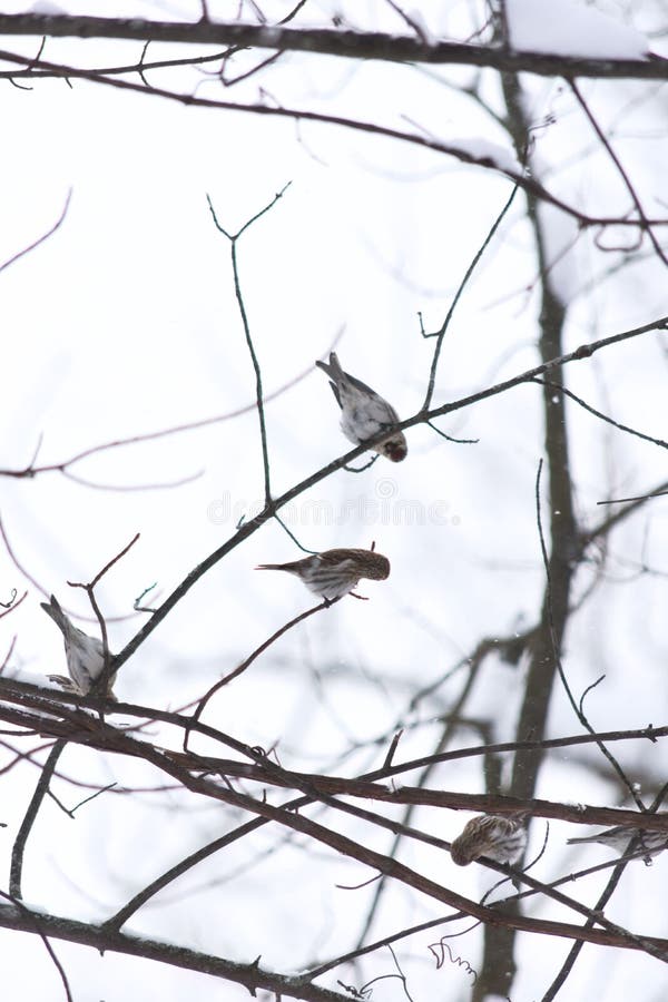 A closeup of mealy redpolls &#x28;Acanthis flammea&#x29; on branches in a snowy park. A closeup of mealy redpolls &#x28;Acanthis flammea&#x29; on branches in a snowy park