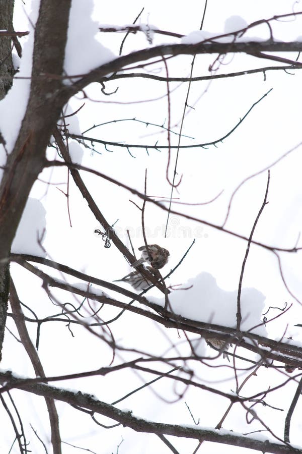 A closeup of mealy redpolls &#x28;Acanthis flammea&#x29; on branches in a snowy park. A closeup of mealy redpolls &#x28;Acanthis flammea&#x29; on branches in a snowy park