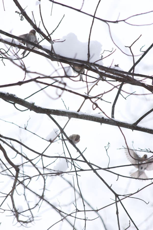 A closeup of mealy redpolls &#x28;Acanthis flammea&#x29; on branches in a snowy park. A closeup of mealy redpolls &#x28;Acanthis flammea&#x29; on branches in a snowy park