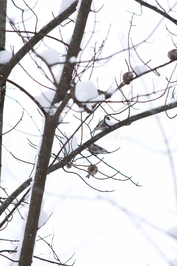 A closeup of mealy redpolls &#x28;Acanthis flammea&#x29; on branches in a snowy park. A closeup of mealy redpolls &#x28;Acanthis flammea&#x29; on branches in a snowy park