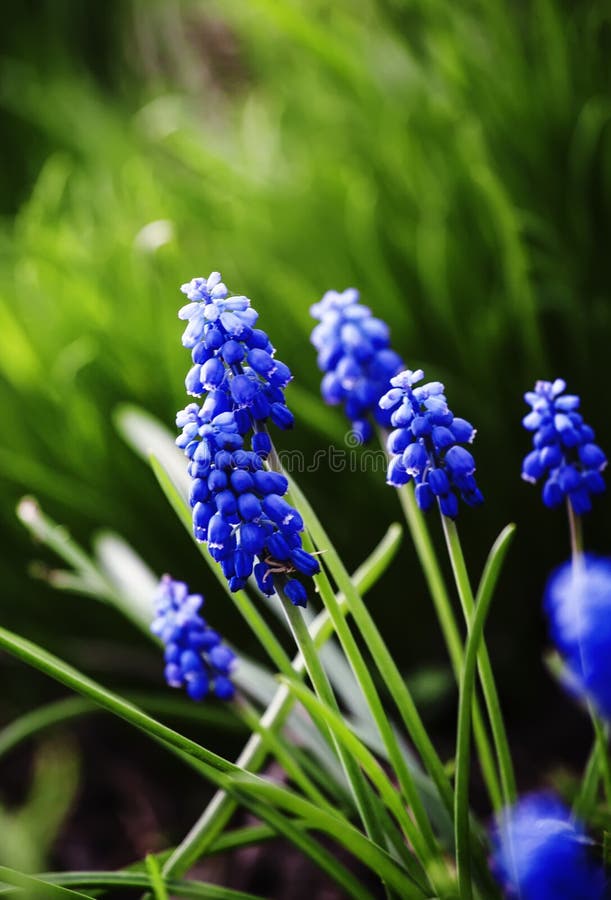 Armeniacumen för muscarien för druvahyacinten, blått blommar i grönt gräs arkivfoto Armeniacumen för muscarien för druvahyacinten, blått blommar i grönt gräs arkivfoto