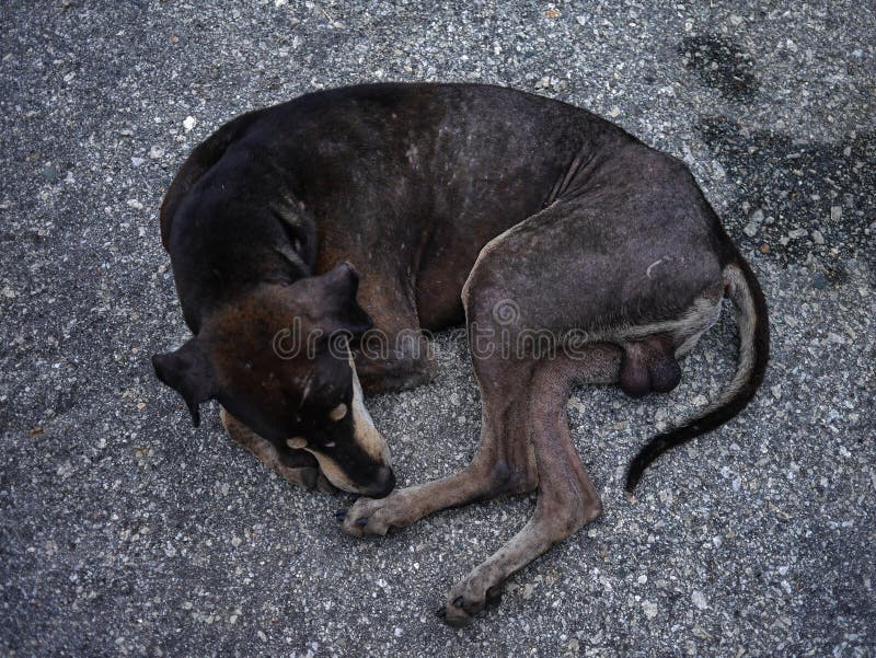 Armer Hund stockfoto. Bild von haustier, mißbrauch, mißhandlung 5296320