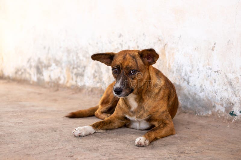 Armer und unglücklicher obdachloser Hund lizenzfreies stockfoto Armer und unglücklicher obdachloser Hund lizenzfreies stockfoto