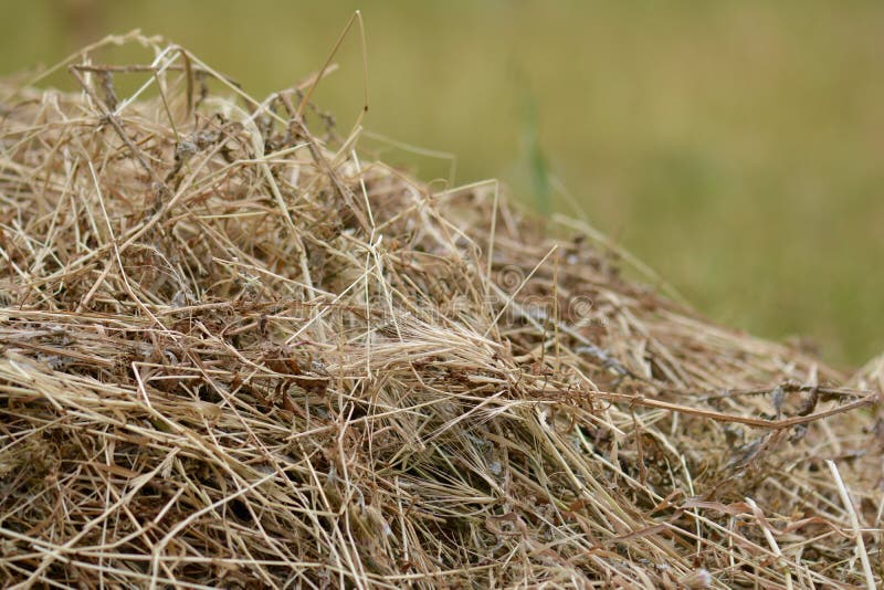 Armful of dry grass, hay stock image. Image of grass - 54390489