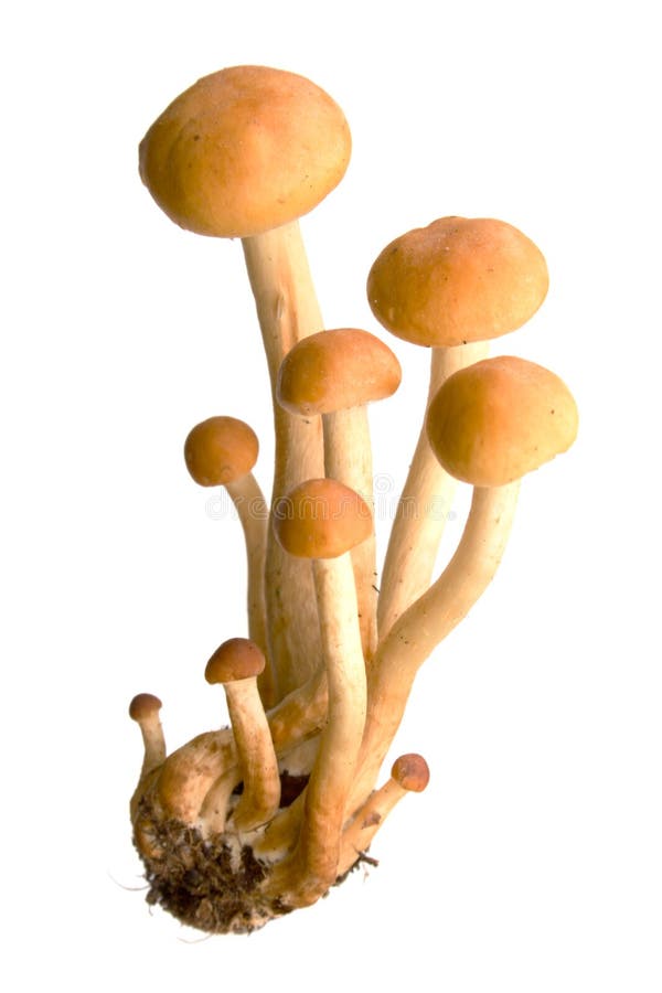 Armillaria - Honey fungus