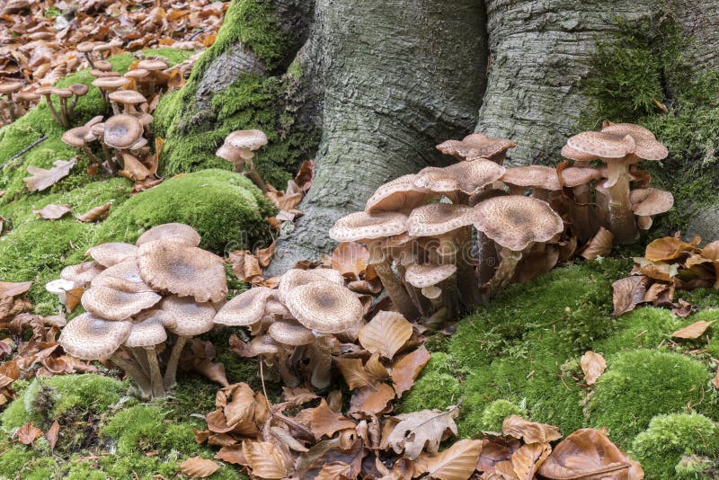 Armillaria honey mushrooms.