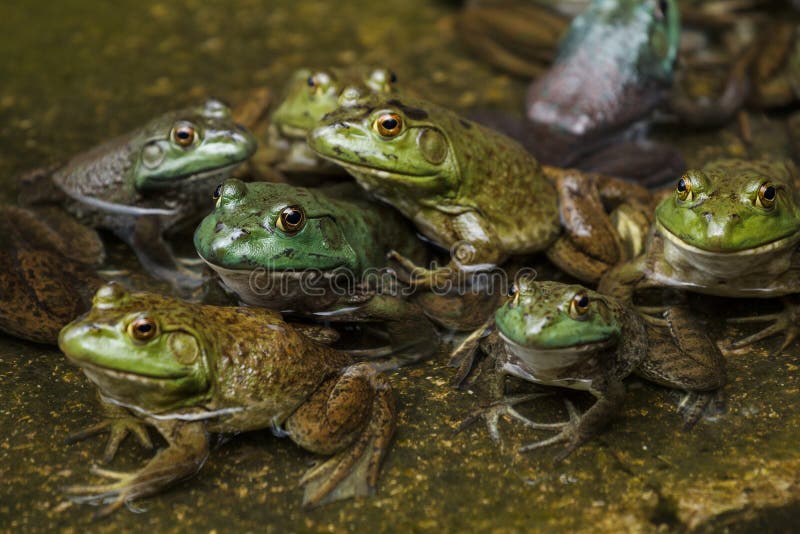 Army of frogs in a pond