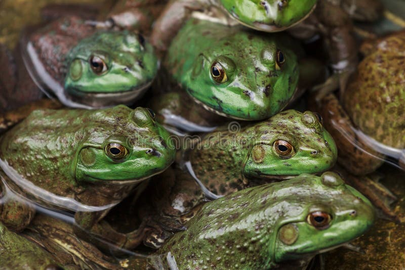 Army of frogs and turtles in a pond