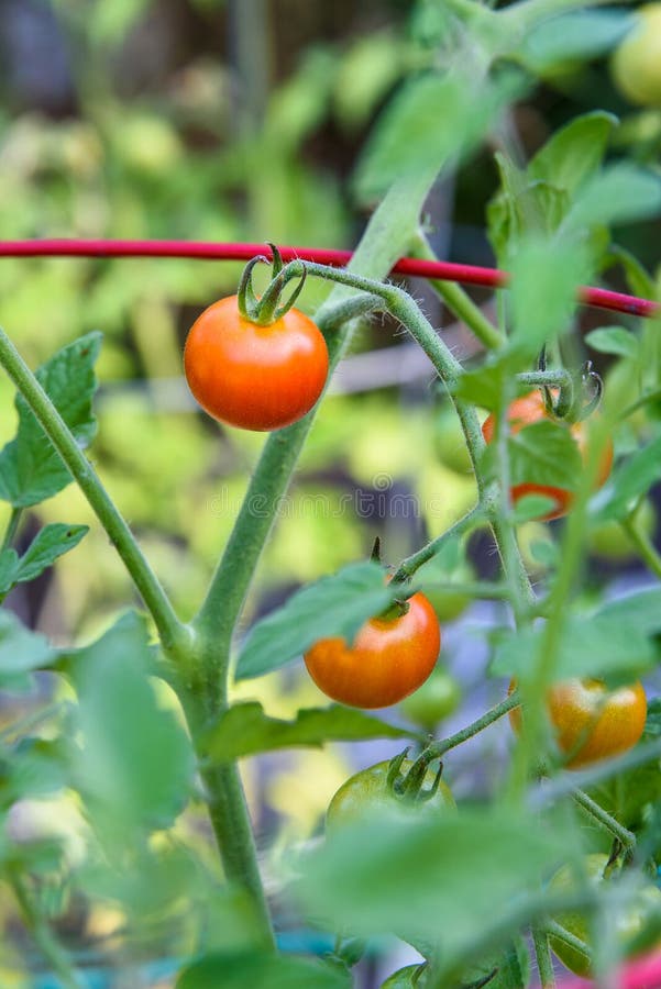 Armário de 100 tomates super doces que crescem num jardim maduro e não maduro fotografia de stock