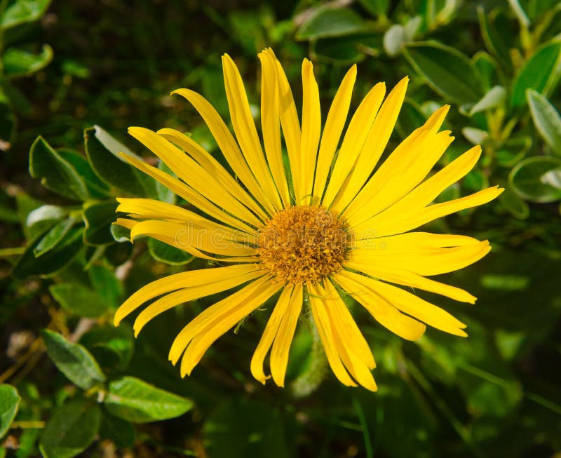 Arnica des montagnes (Arnica montana), Les Belles