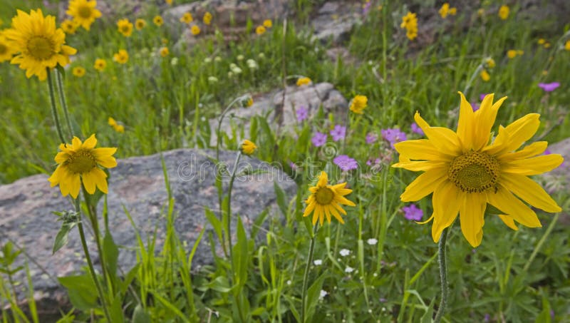 Arnica and Sticky Geranium wildflowers sunflowers
