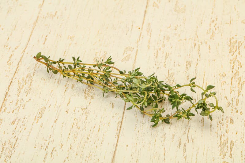 Aroma Fresh Green Thyme Branch Stock Image Image of health, twig