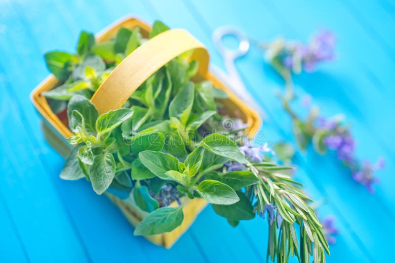 Aroma herb stock image. Image of eating, aroma, herbs 40329189