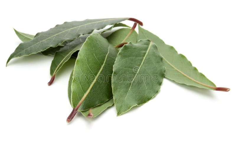 Aromatic Bay Leaves Flavor Food Fresh Evergreen Stock Photo Image of