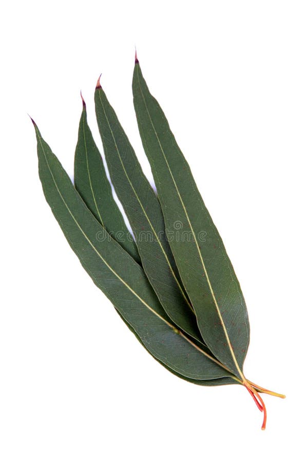 Eucalyptus Leaves isolated stock photo. Image of green - 10038310