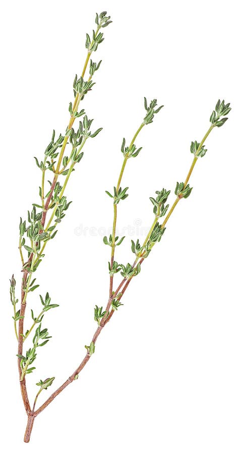 Aromatic fresh thyme spice isolated on a white background top view branch herb royalty-vrije stock fotografie