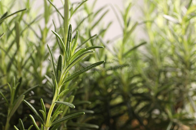 Aromatic Green Rosemary on Light Gray Background, Closeup. Space for Text Stock Image Image of
