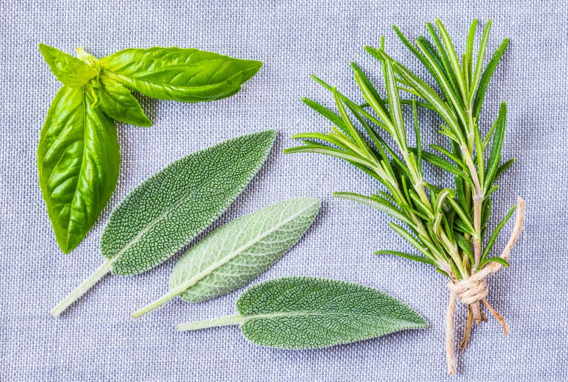 Aromatic herbs collection. stock photo Aromatic herbs collection. stock photo