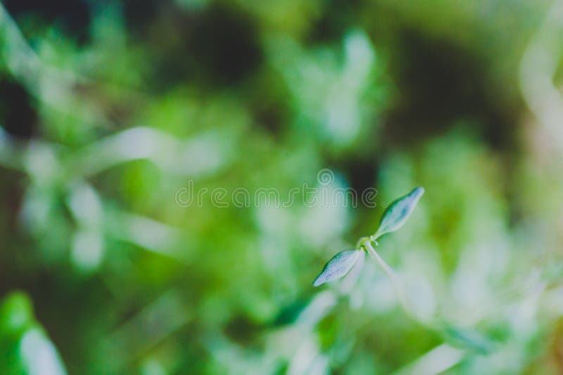 Macro Shot of Basil and Thyme Plants Shot at Shallow Depth of Field Stock Photo Image of herbs