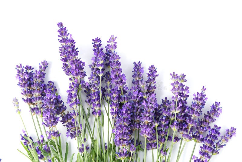 Aromatic Lavender Flowers Bundle on a White Background. Isolated
