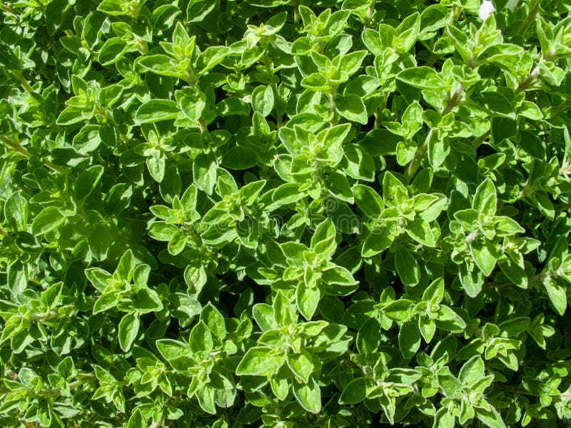 Aromatic and Medicinal Thyme Plant Stock Photo Image of fresh, grass