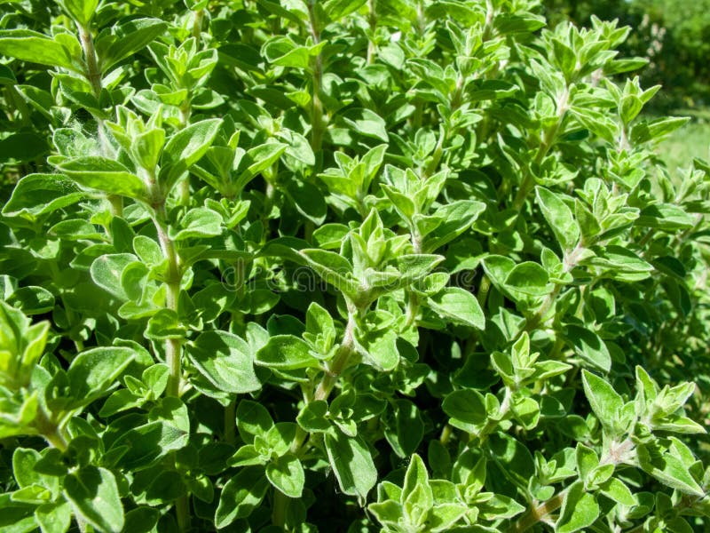 Aromatic and Medicinal Thyme Plant Stock Photo Image of herb, grass
