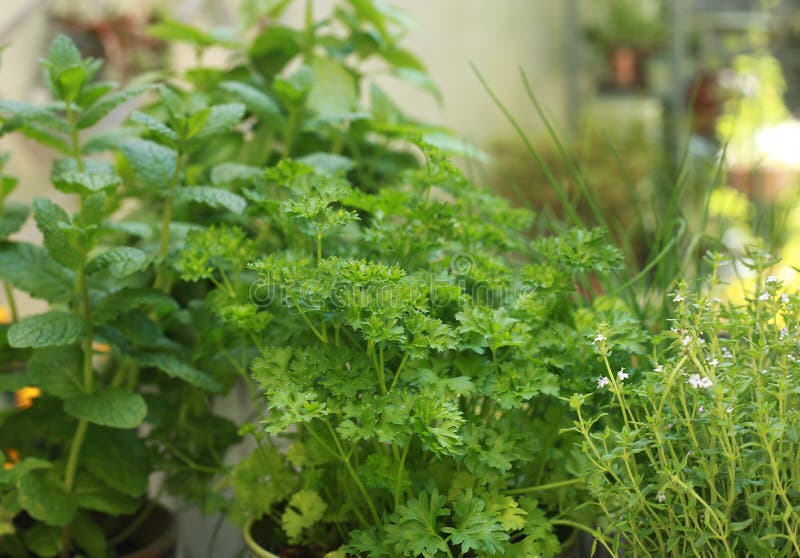 Aromatic Plants Parsley Thyme Mint and Chives Stock Photo Image of